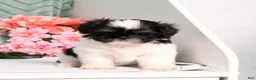 Shih Tzu dogs for sale: Imperial Smurf - Ad 1