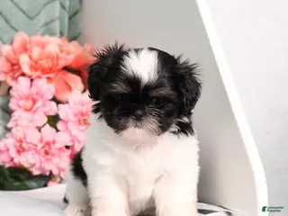 Shih Tzu dogs for sale: Imperial Smurf - Ad 2