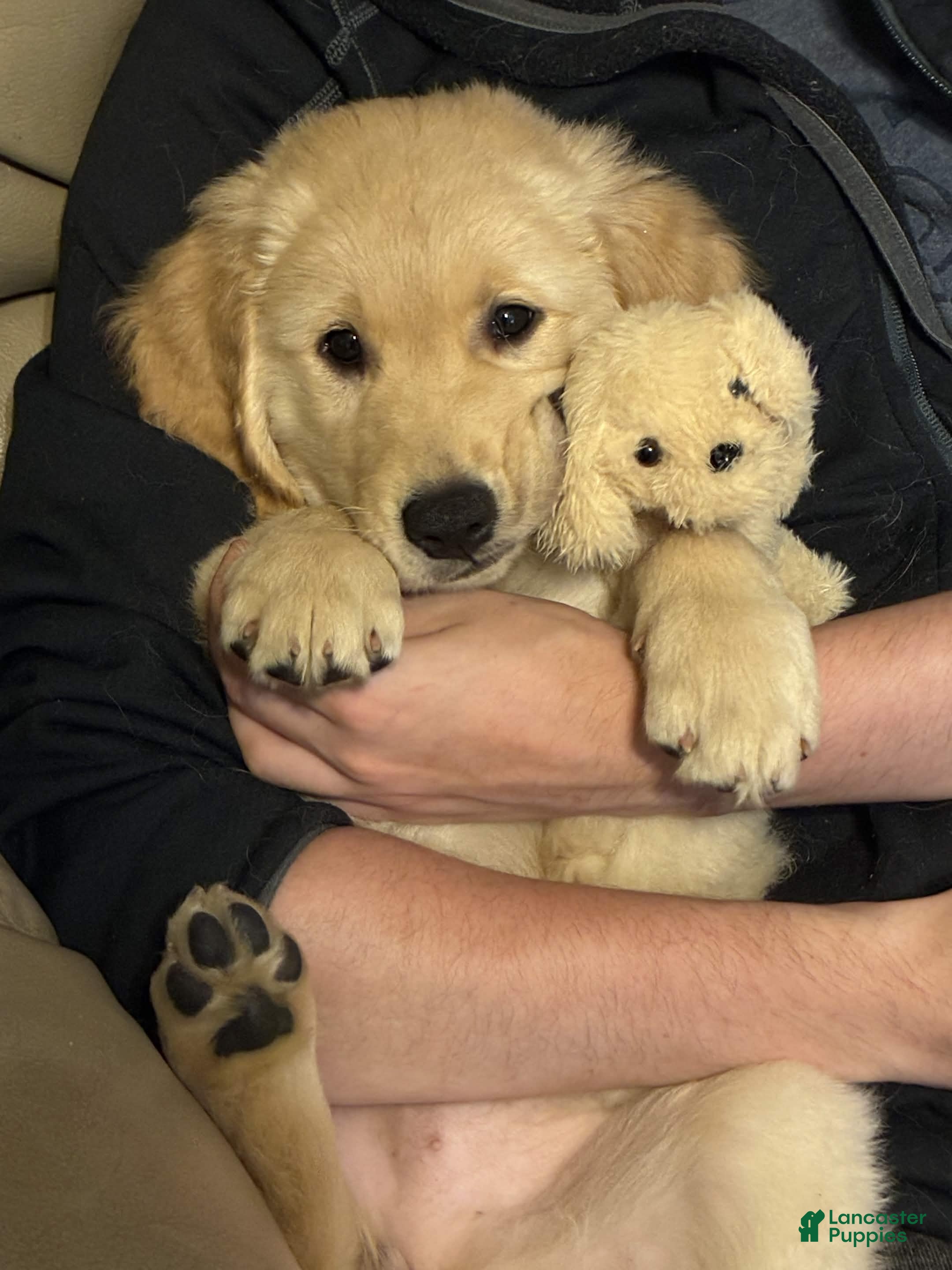 Golden Retriever dogs Piper - Ad 1
