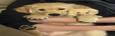 Piper