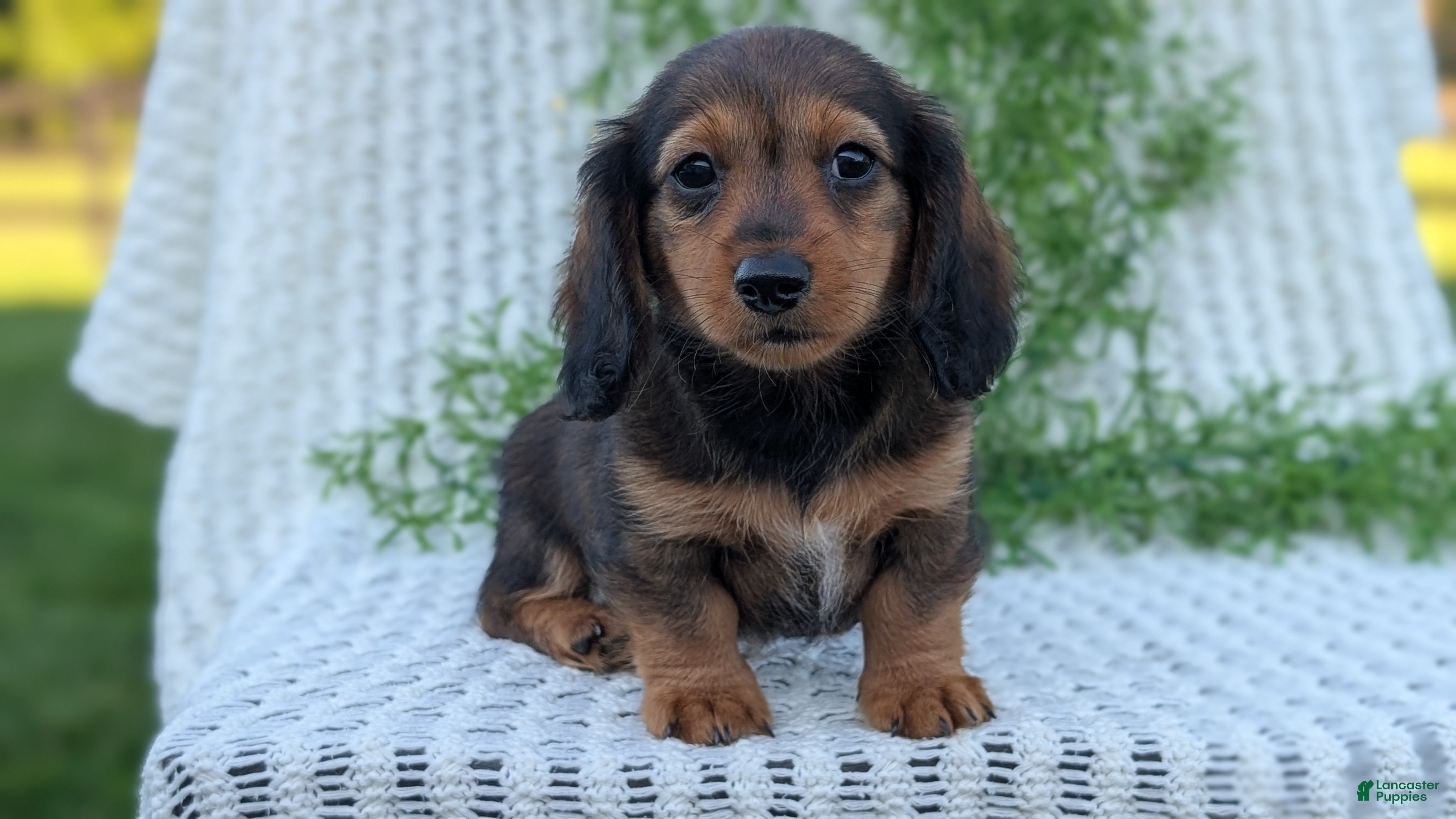 Miniature Dachshund dogs Rocco - Ad 2