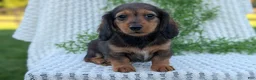 Miniature Dachshund dogs for sale: Riley - Ad 64