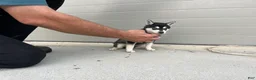 Maltese dogs for sale: Tucker❤️AKC Genetic Tested 5/6lb Parents🐾Text or call - Ad 11