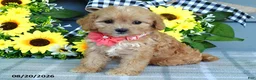 Cavapoo dogs for sale: Tulip - Ad 8
