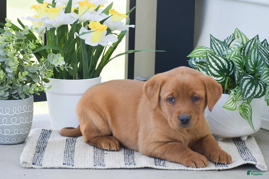 Labrador Retriever dogs for sale: Remi - Ad 2