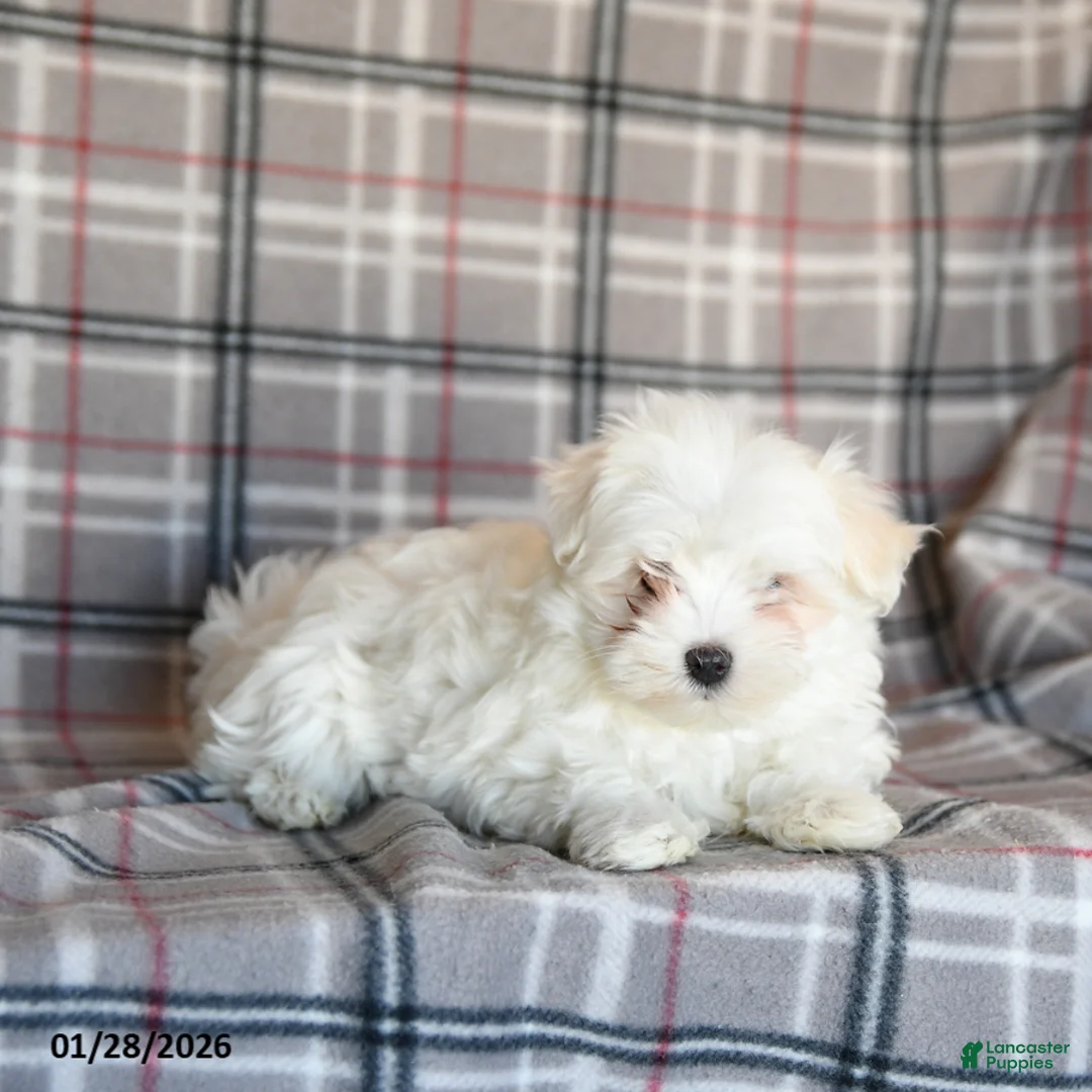 Maltese dogs for sale: Sasha - Ad 5