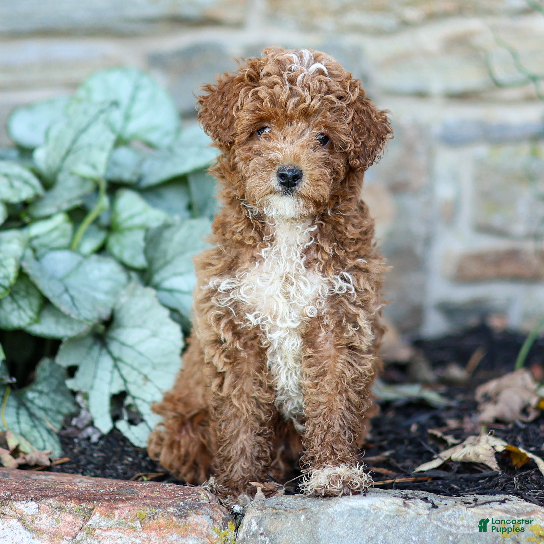 Miniature Poodle dogs for sale: Kenny - Ad 2