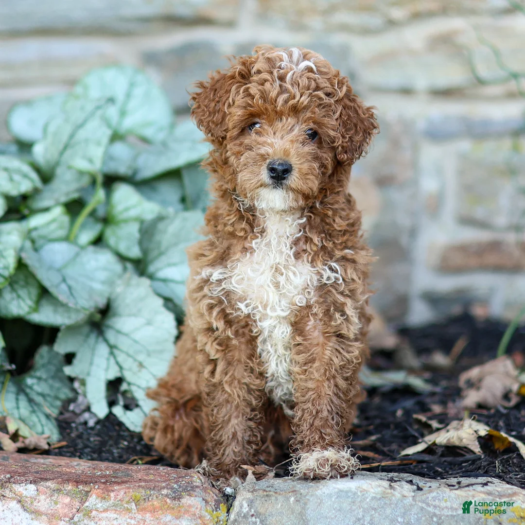 Miniature Poodle dogs for sale: Kenny - Ad 2