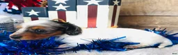 Miniature Dachshund dogs for sale: Johnny Walker (Longhair) - Ad 1