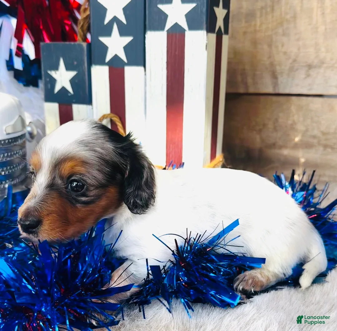 Miniature Dachshund dogs for sale: Johnny Walker (Longhair) - Ad 1