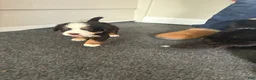 Bernese Mountain Dog dogs for sale: Bolt - Ad 3