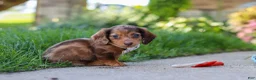 Miniature Dachshund dogs for sale: Chloe - Ad 4