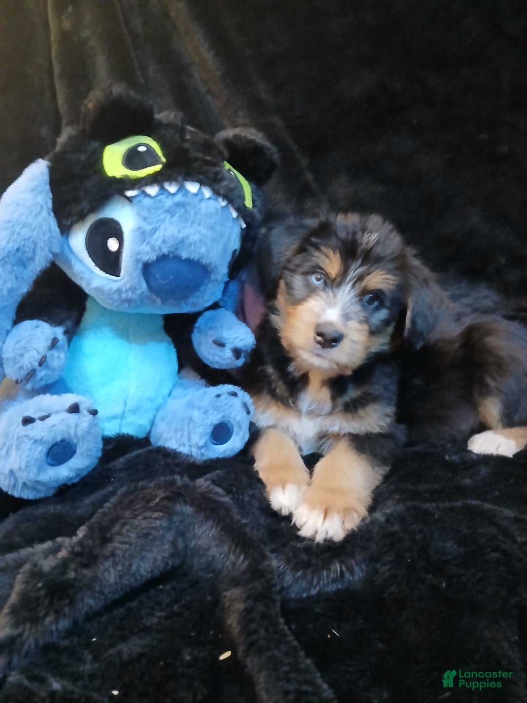 Bernedoodle dogs for sale: Doll baby  - Ad 2