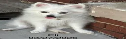 Pomeranian dogs for sale: Eli - Ad 4