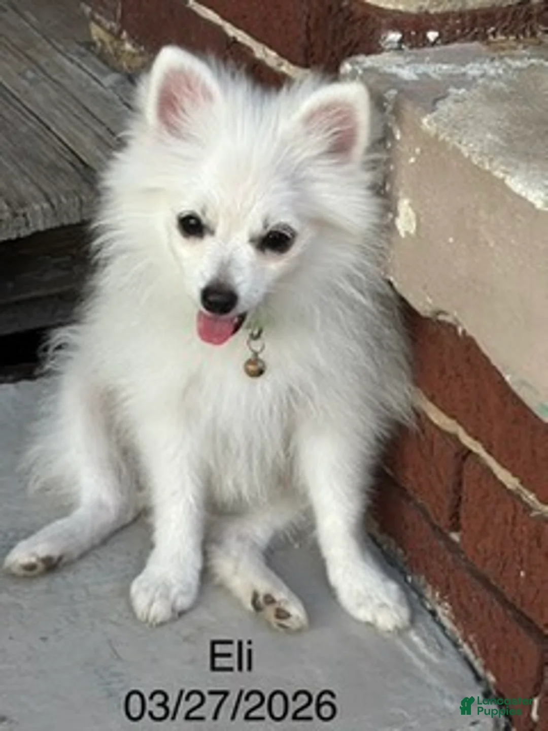 Pomeranian dogs for sale: Eli - Ad 4