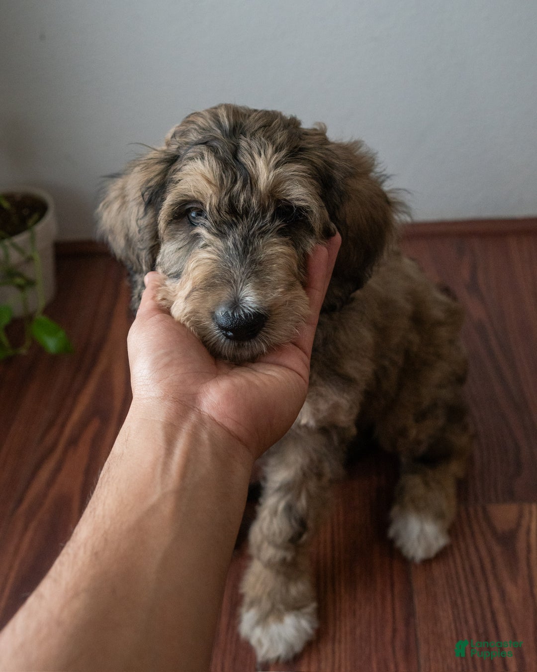 Mixed Breed dogs for sale: Mixed Breed Puppy 5 - Ad 2