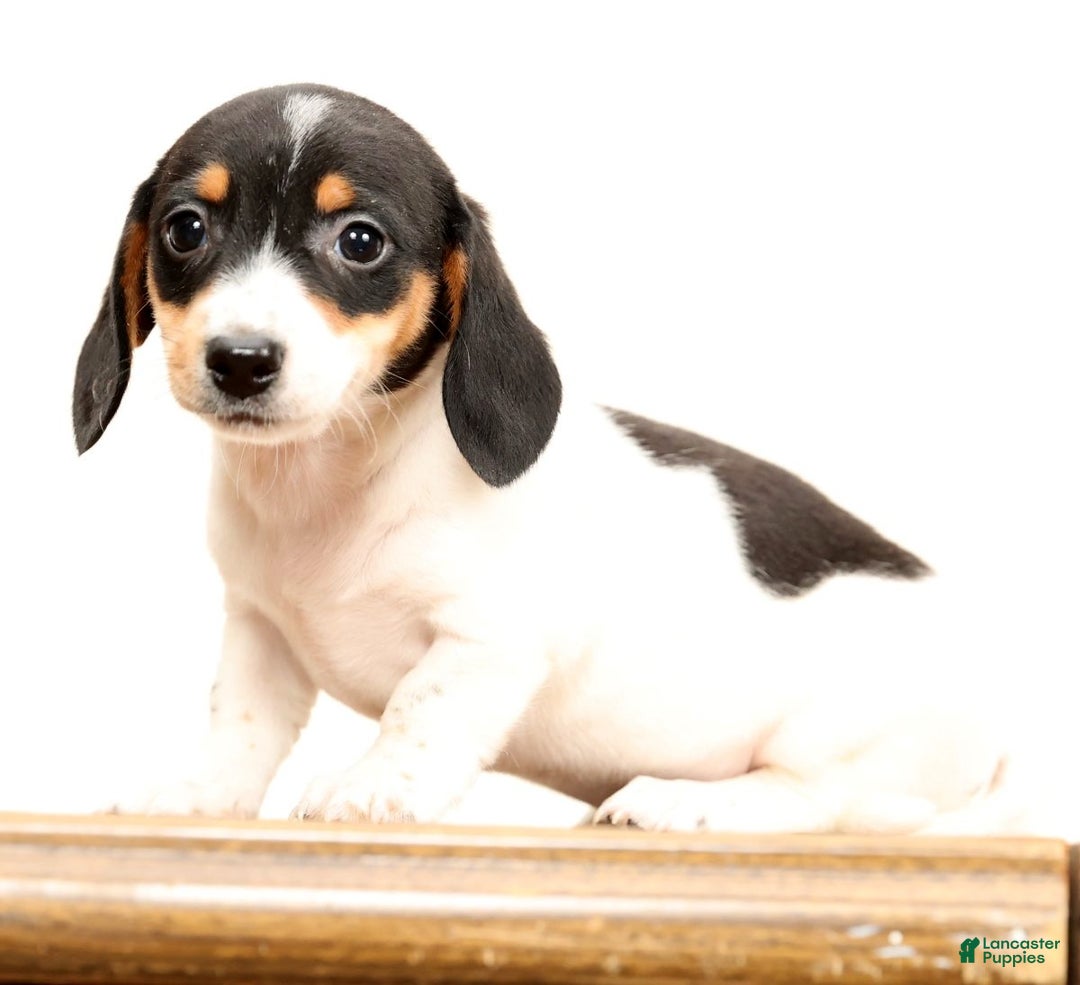 Miniature Dachshund dogs for sale: Piper - Ad 4