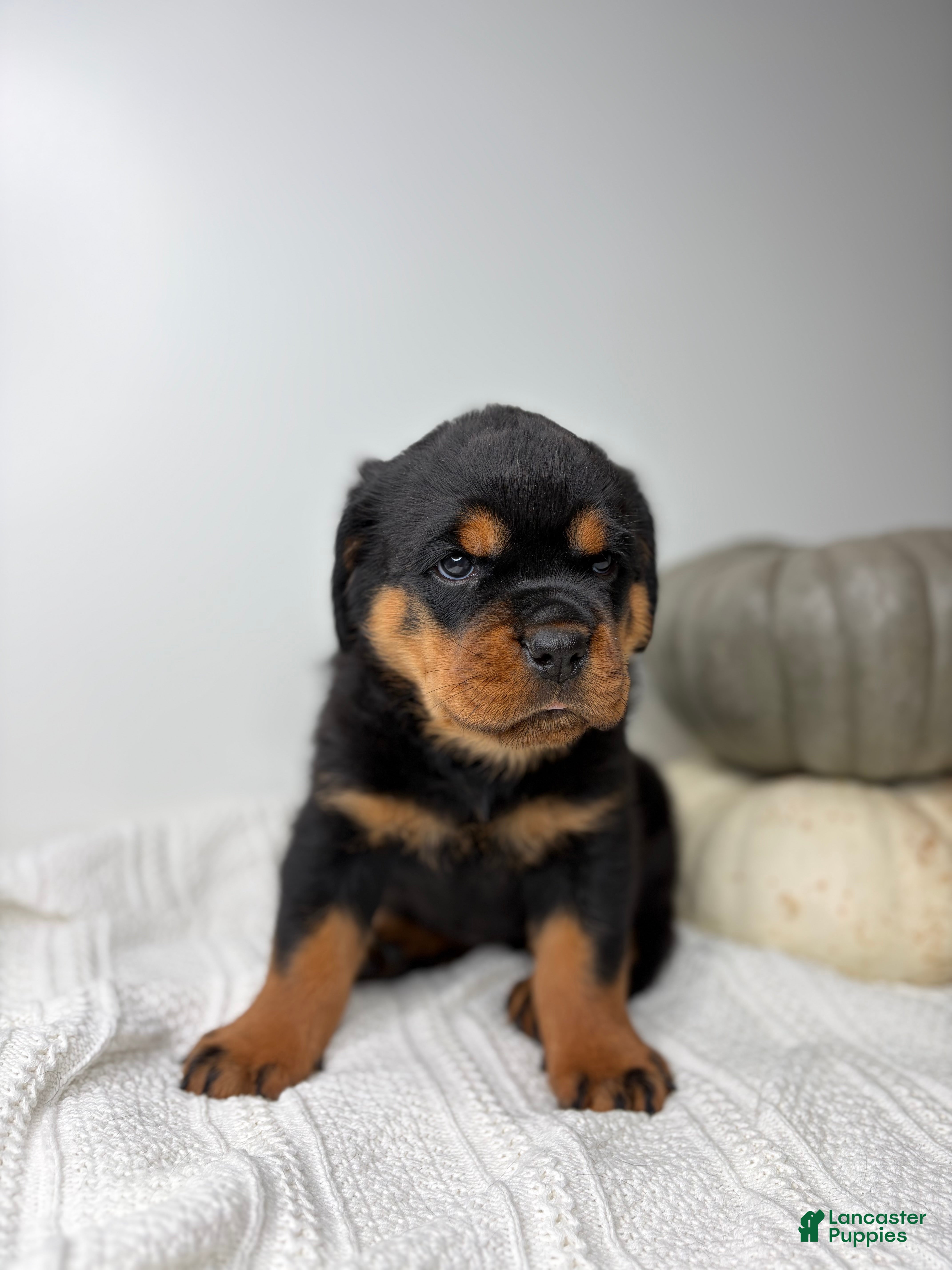 Rottweiler dogs Rottweiler 3 - Ad 1