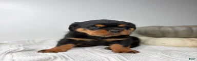 Rottweiler 3