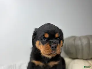 Rottweiler dogs Rottweiler 3 - Ad 1