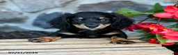 Miniature Dachshund dogs for sale: Larry - Ad 3