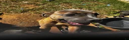 Cane Corso dogs for sale: Cane Corso 2 - Ad 3