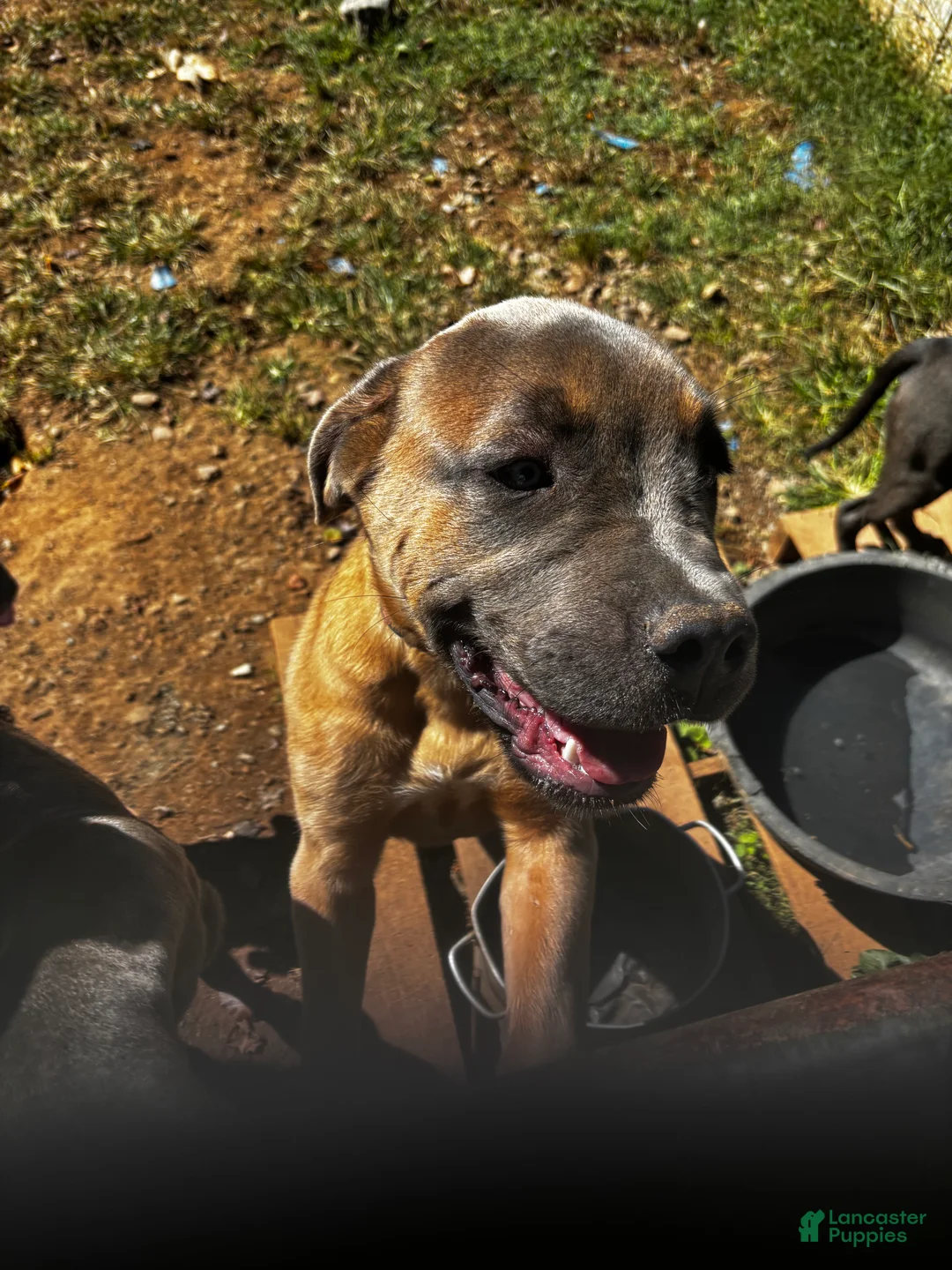 Cane Corso dogs for sale: Cane Corso 2 - Ad 3