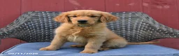 Golden Retriever dogs for sale: Michelle - Ad 8