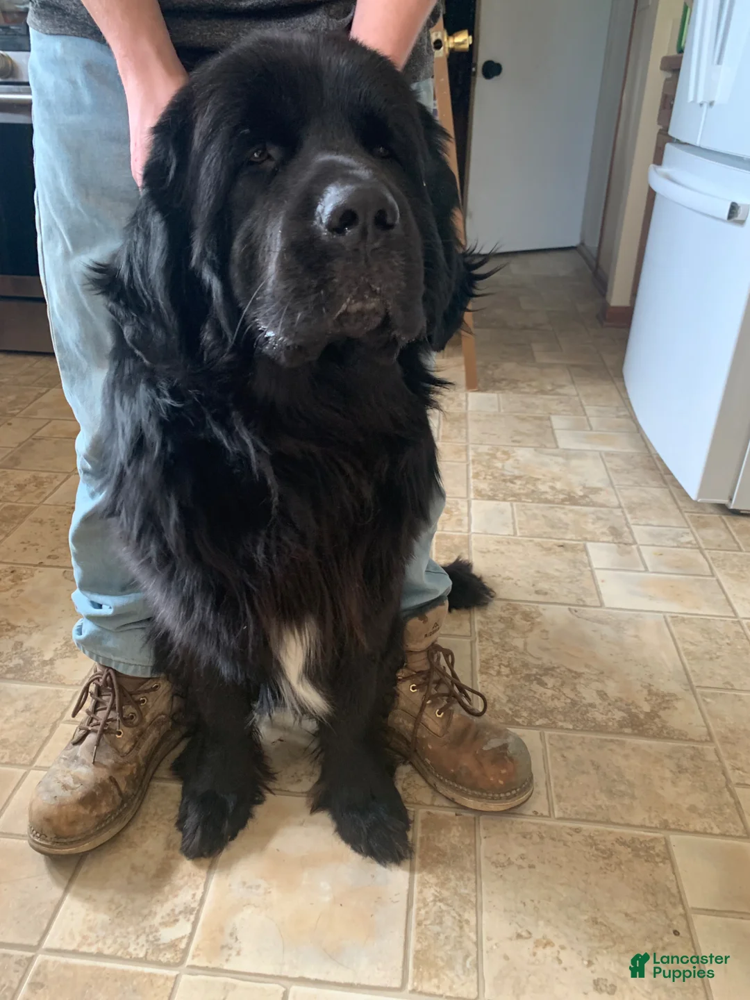 Newfoundland dogs for sale: Newfoundland Puppy 4 - Ad 13