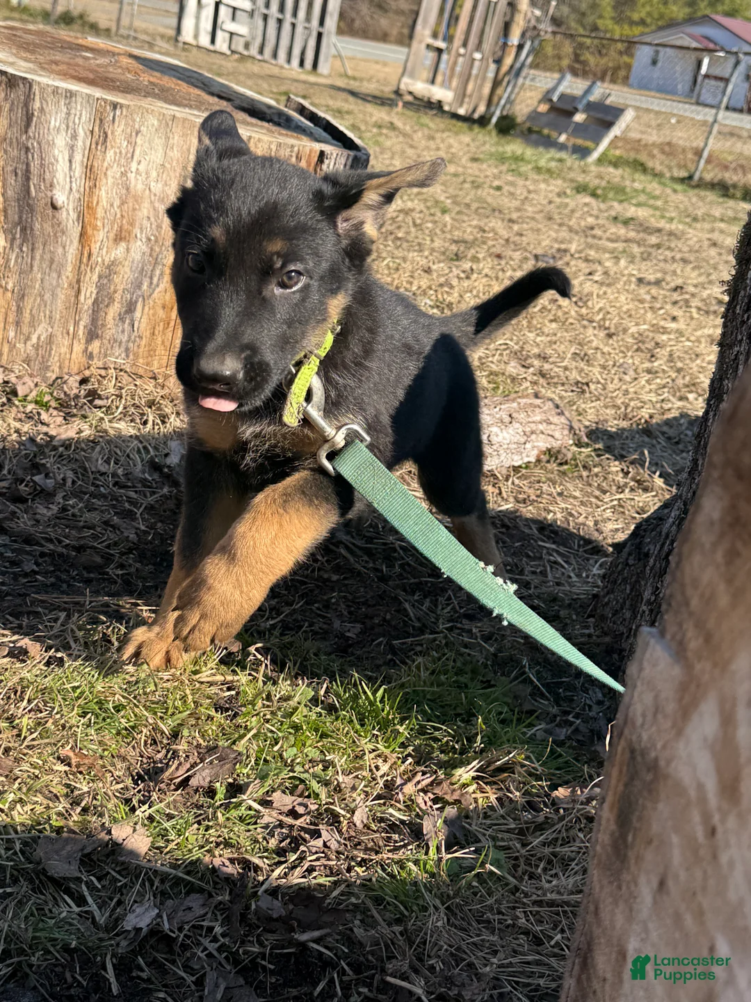 German Shepherd dogs for sale: Green - Ad 2
