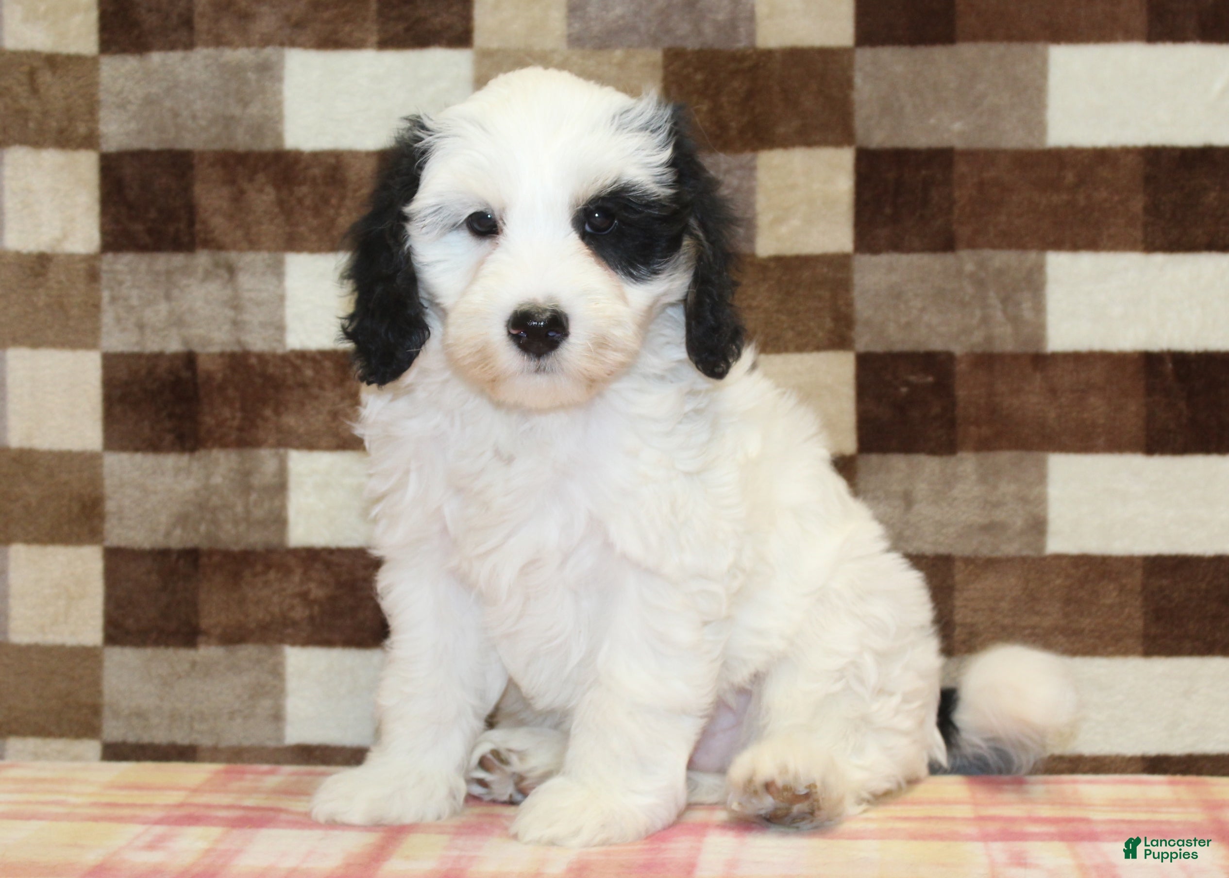 Mini Bernedoodle dogs AJ - Ad 6