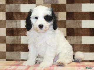 Mini Bernedoodle dogs AJ - Ad 42
