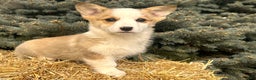 Welsh Corgi Pembroke dogs for sale: Maggie - Ad 7
