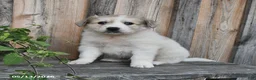Mixed Breed dogs for sale: Finn - Ad 2