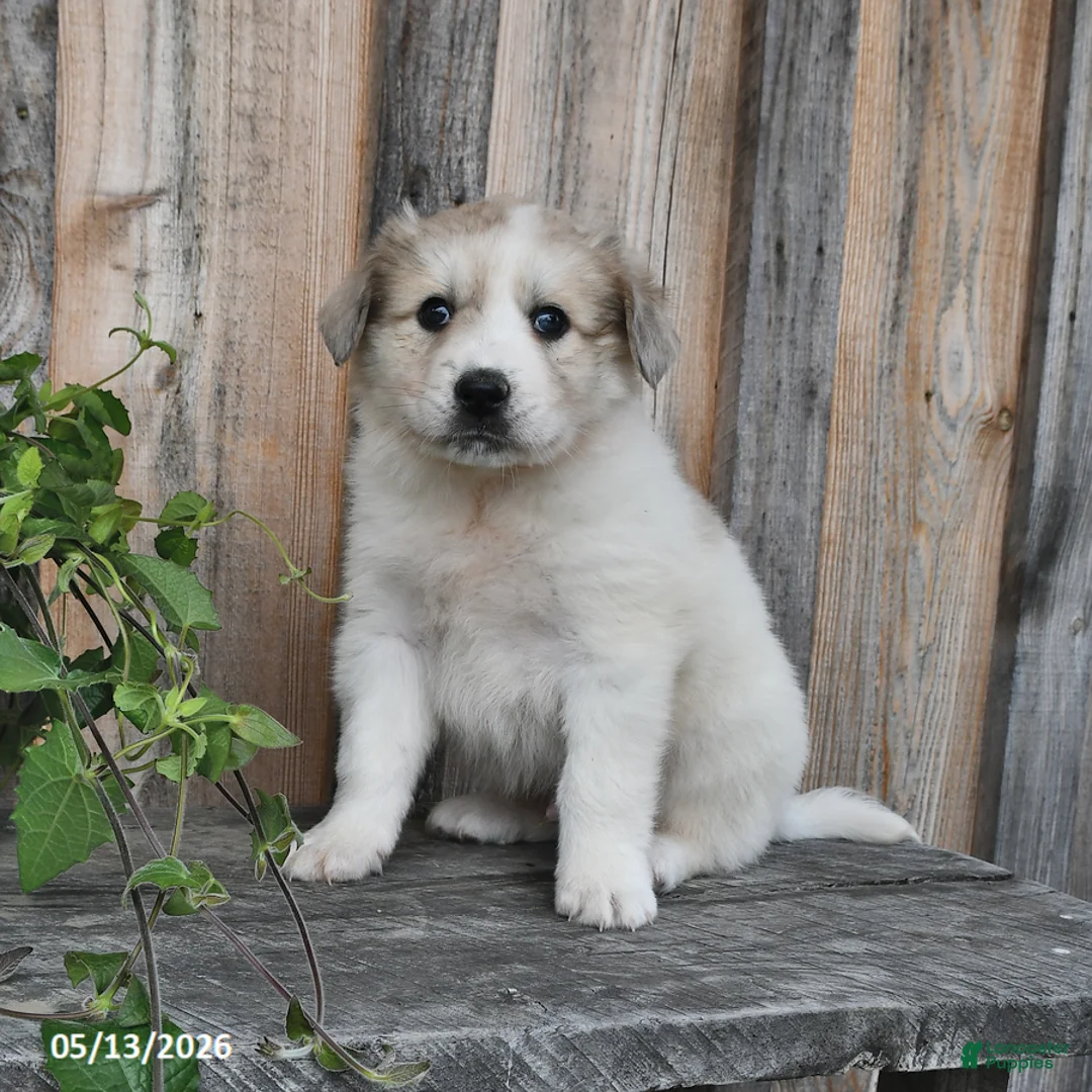 Mixed Breed dogs for sale: Finn - Ad 2
