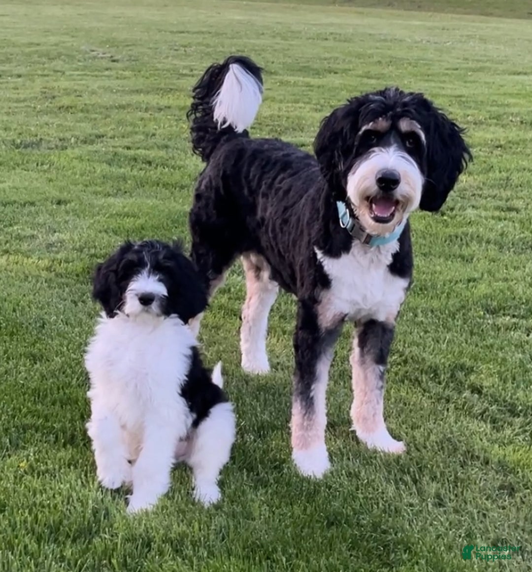 Bernedoodle dogs for sale: Blue boy - Ad 2