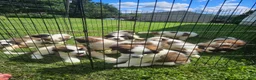 Saint Bernard dogs for sale: Saint Bernard 12 - Ad 2