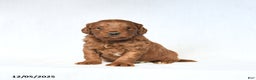 Mini Goldendoodle dogs for sale: Lucas - Ad 4