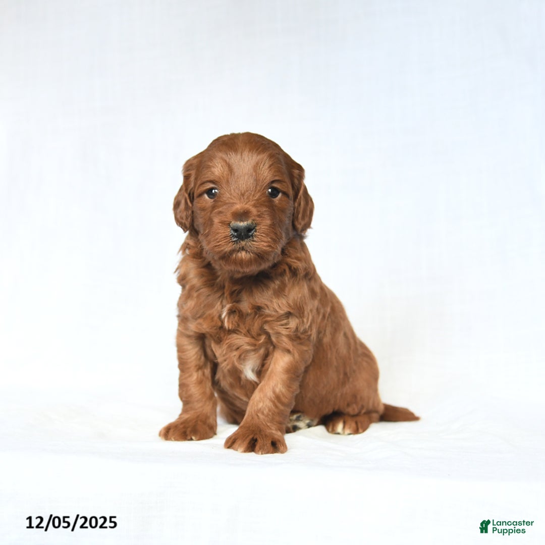 Mini Goldendoodle dogs for sale: Lucas - Ad 4