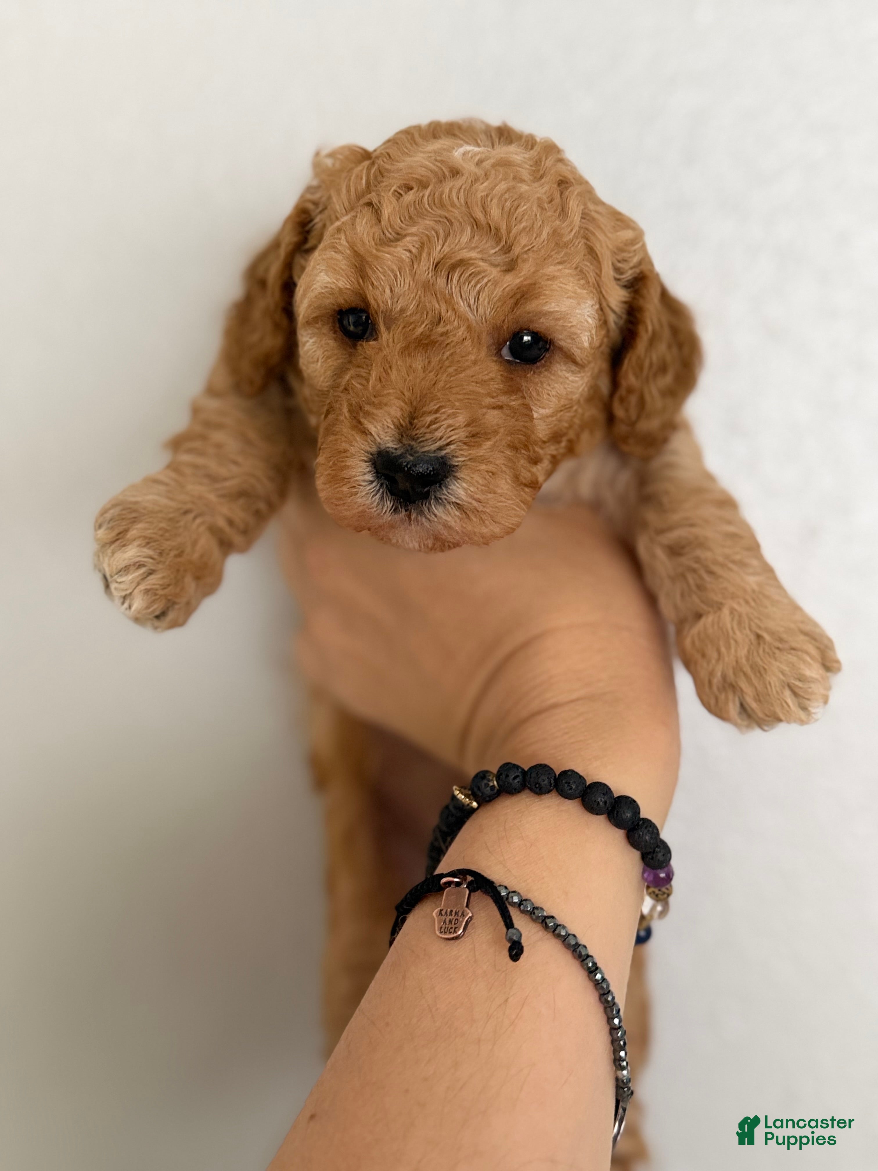 Mini Goldendoodle dogs Mini Goldendoodle Puppy 4 - Ad 5
