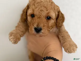 Mini Goldendoodle dogs Mini Goldendoodle Puppy 4 - Ad 5
