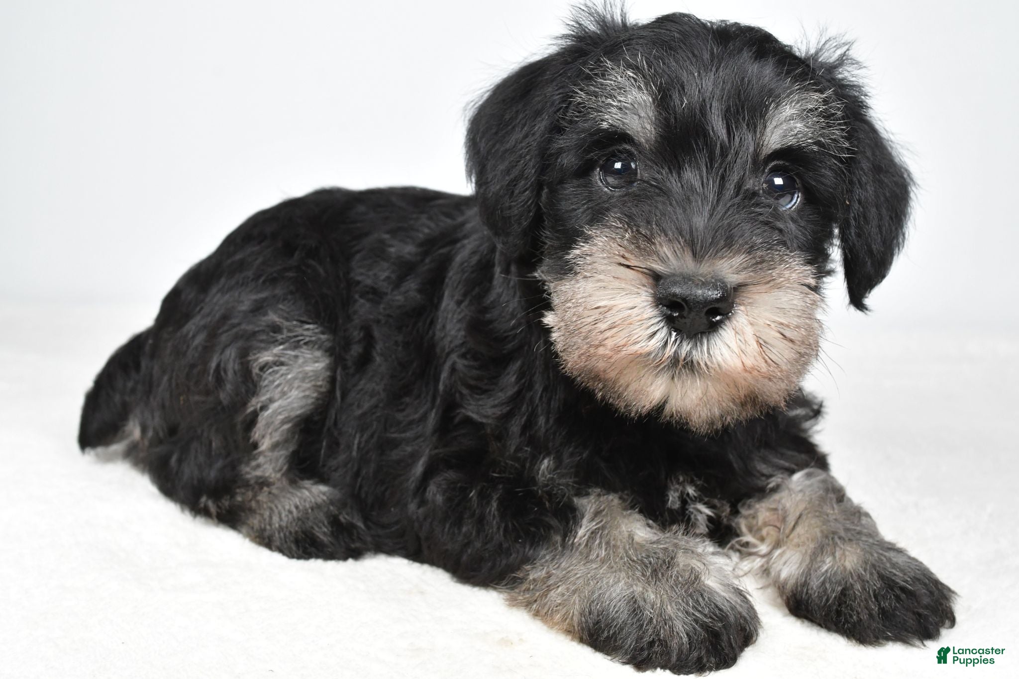 Miniature Schnauzer dogs Wally - Ad 2