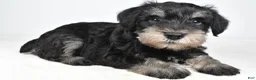 Miniature Schnauzer dogs for sale: Wally - Ad 2