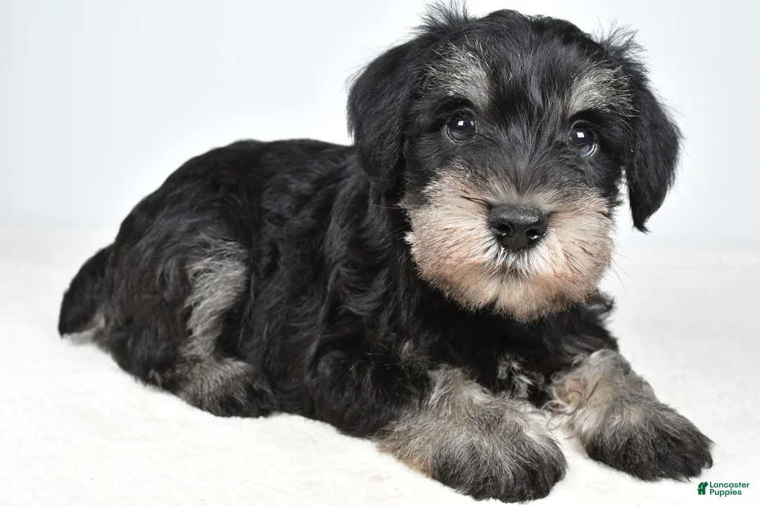 Miniature Schnauzer dogs for sale: Wally - Ad 2
