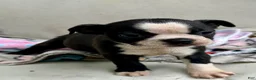 Boston Terrier dogs for sale: Boston Terrier Puppy 3 - Ad 2