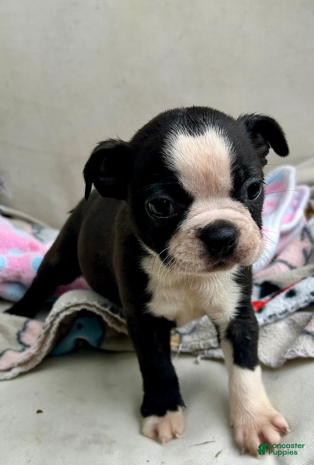 Boston Terrier dogs for sale: Boston Terrier Puppy 3 - Ad 2