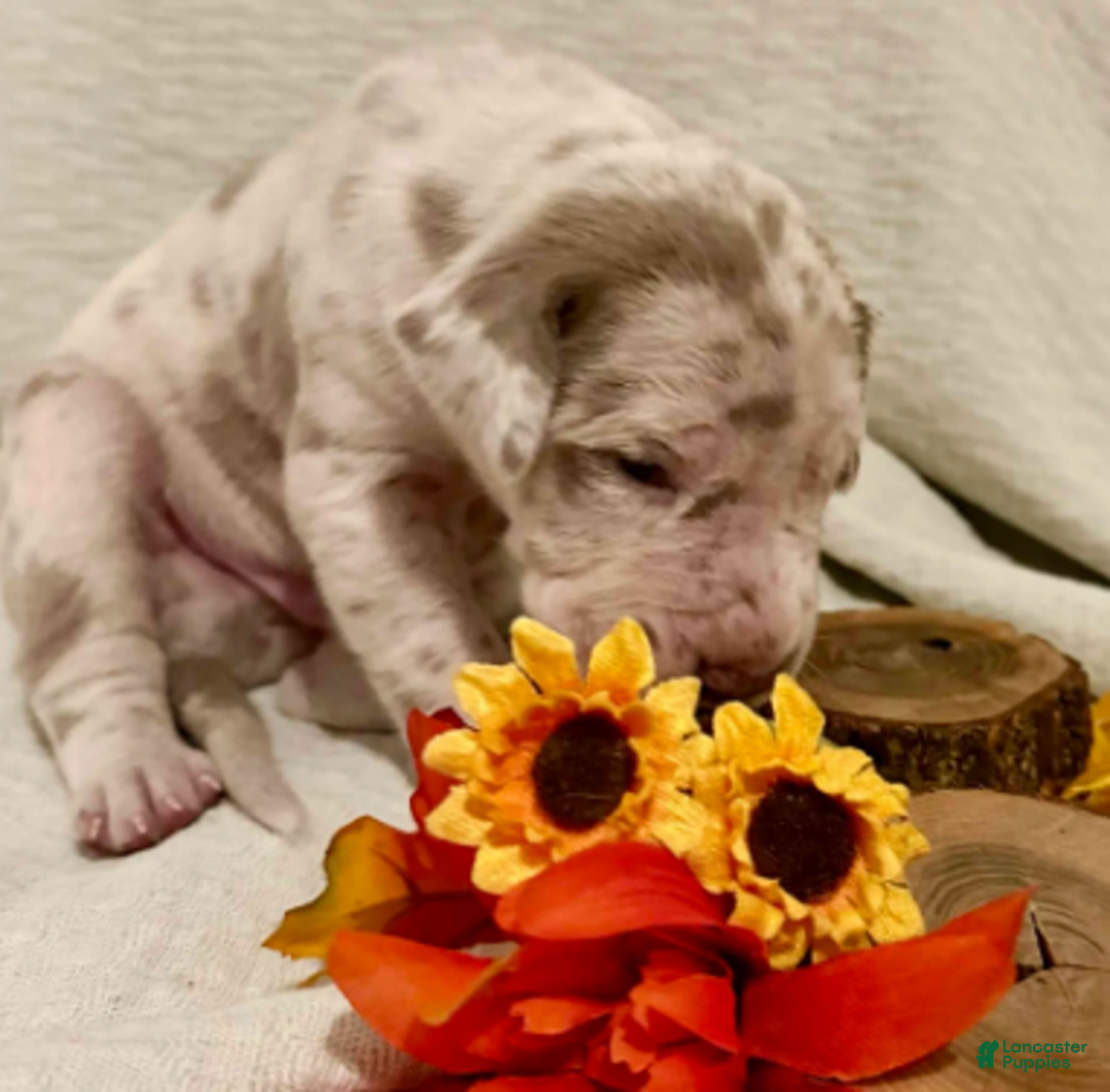 Great Dane dogs for sale: Simba - Ad 2