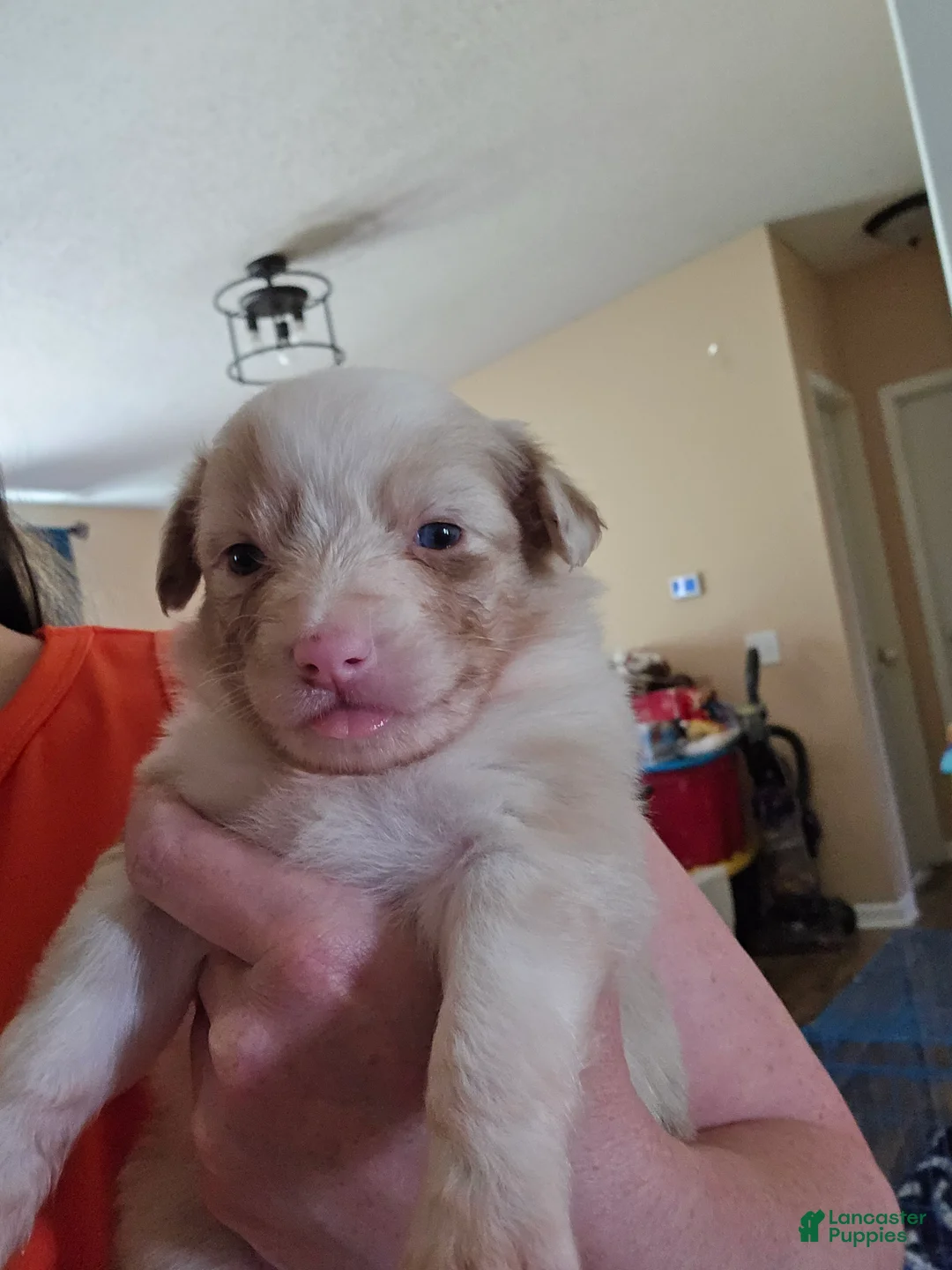 Miniature Australian Shepherd dogs for sale: Miniature Australian Shepherd 1 - Ad 7