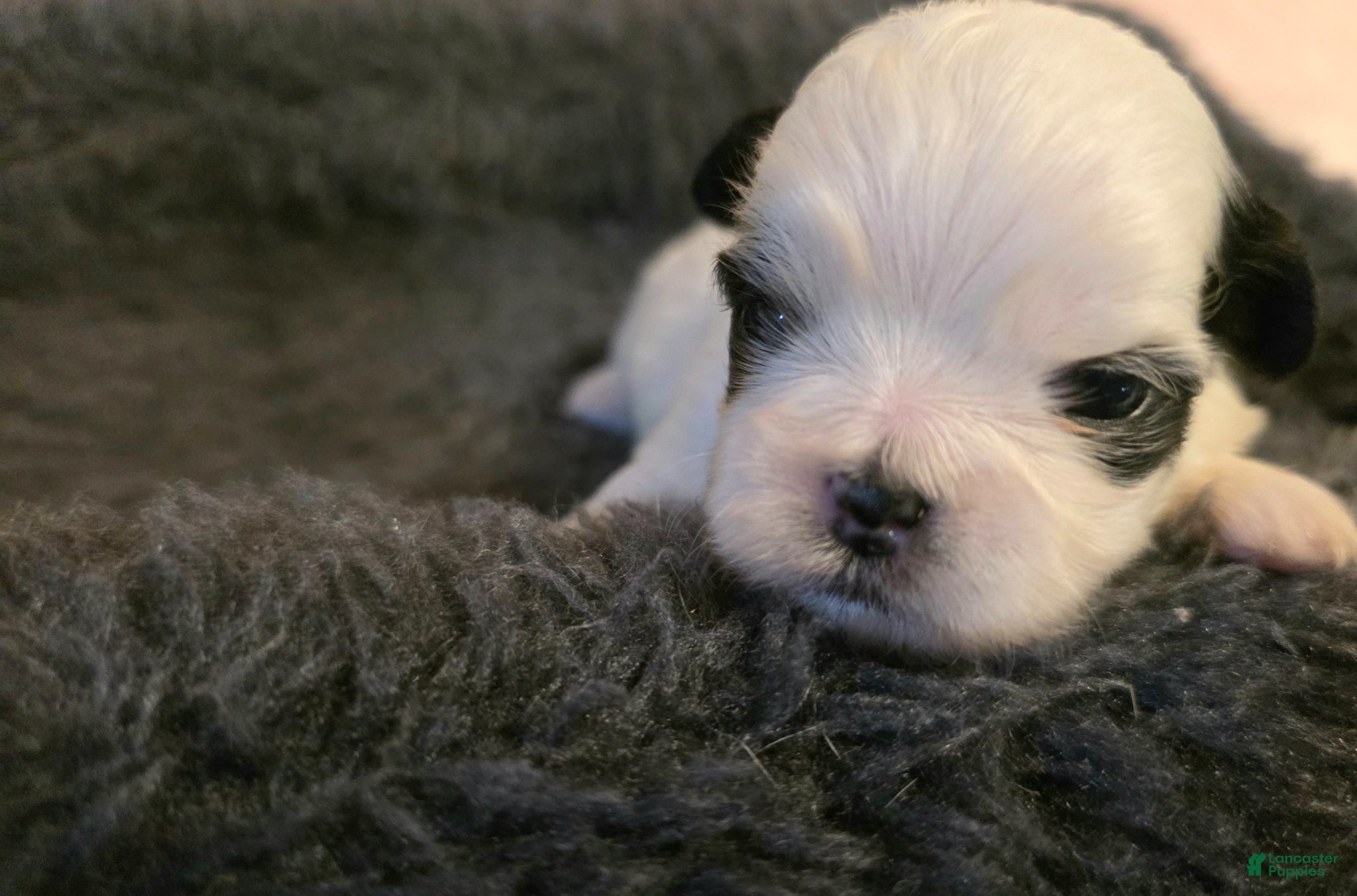Shih Tzu dogs Shih Tzu Puppy 1 - Ad 41