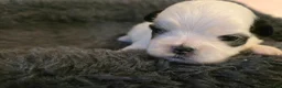 Shih Tzu dogs for sale: Shih Tzu Puppy 1 - Ad 1